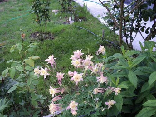 Name:  dsc00103vl_500x375.jpg
Views: 676
Size:  65.6 KB