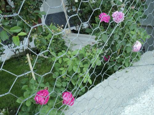 Name:  dsc00104jr_500x375.jpg
Views: 679
Size:  64.4 KB