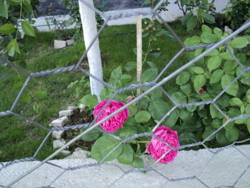 Name:  dsc00105xk_500x375.jpg
Views: 703
Size:  56.5 KB