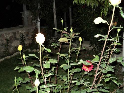 Name:  dsc00124ns_500x375.jpg
Views: 690
Size:  64.9 KB