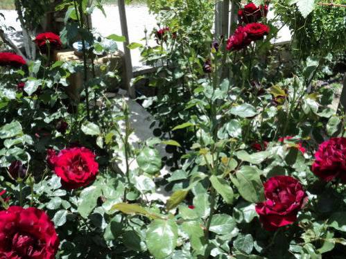Name:  dsc00143jm_500x375.jpg
Views: 672
Size:  56.7 KB