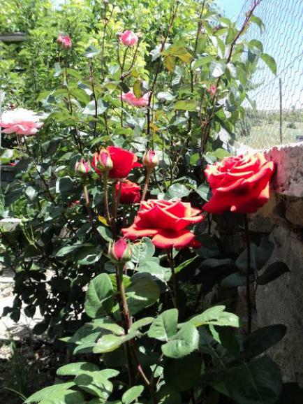 Name:  dsc00145yk_450x600.jpg
Views: 672
Size:  66.5 KB