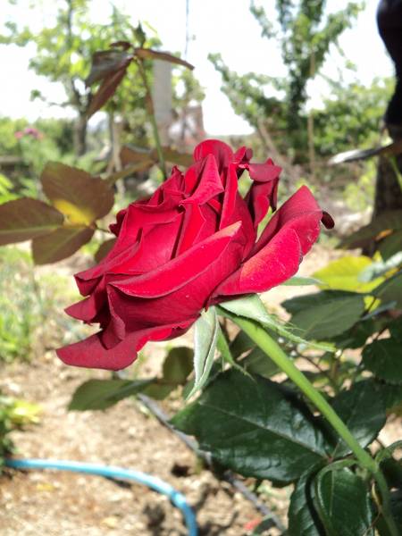 Name:  dsc00152mm_450x600.jpg
Views: 677
Size:  61.8 KB