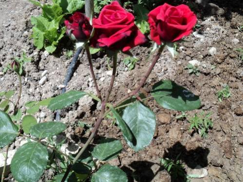 Name:  dsc00154gk_500x375.jpg
Views: 671
Size:  54.3 KB