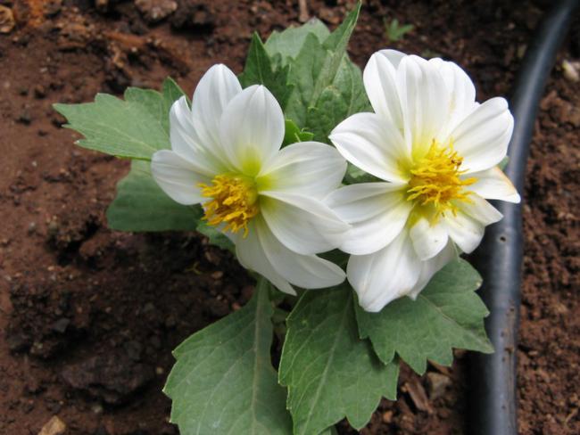 Name:  dahlia.jpg
Views: 1178
Size:  44.4 KB
