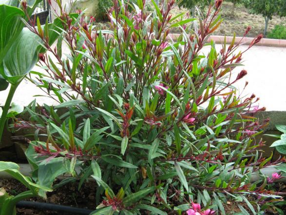 Name:  Gaura.jpg
Views: 1464
Size:  73.1 KB