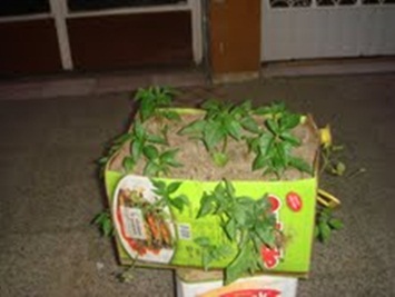 Name:  mail17.jpg
Views: 638
Size:  27.8 KB