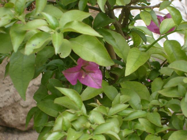 Name:  S6308109.jpg
Views: 423
Size:  45.9 KB
