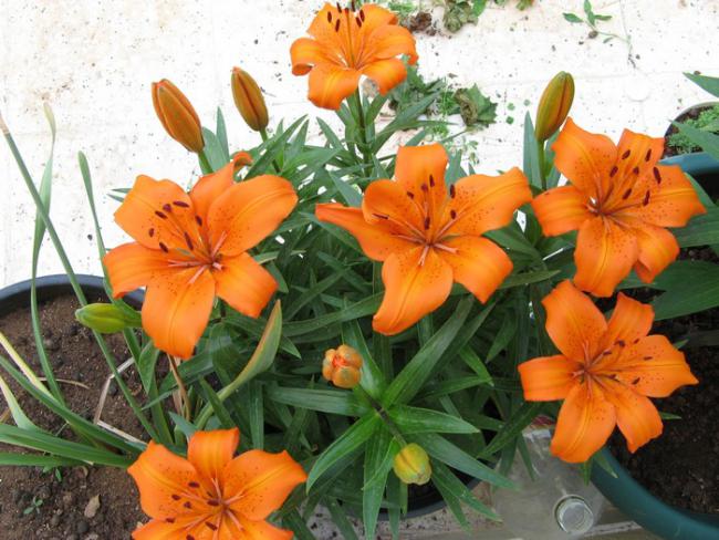 Name:  lilium.jpg
Views: 1267
Size:  60.1 KB