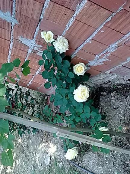 Name:  s gl.jpg
Views: 2017
Size:  65.8 KB