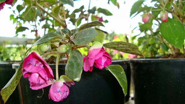 Name:  resimlerim2010 029.jpg
Views: 650
Size:  40.9 KB
