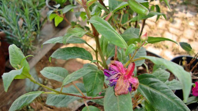 Name:  resimlerim2010 031.jpg
Views: 584
Size:  43.0 KB