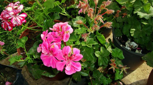 Name:  resimlerim2010 038.jpg
Views: 716
Size:  52.5 KB