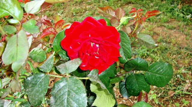 Name:  resimlerim2010 049.jpg
Views: 583
Size:  55.6 KB