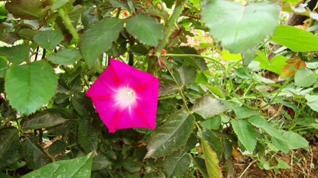 Name:  resimlerim2010 055.jpg
Views: 583
Size:  49.6 KB