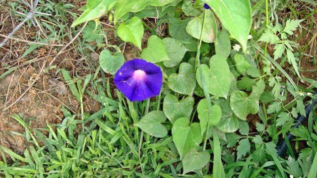 Name:  resimlerim2010 094.jpg
Views: 598
Size:  64.2 KB