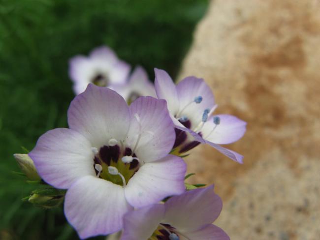 Name:  ku gz.jpg
Views: 873
Size:  24.9 KB