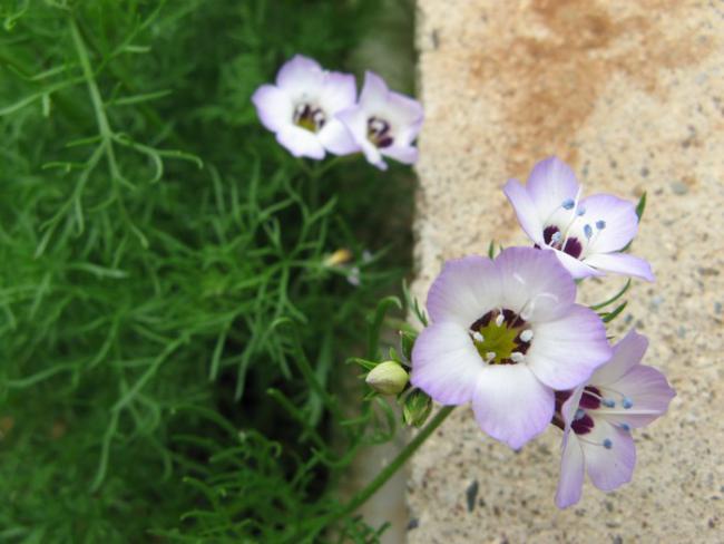 Name:  ku.gz.jpg
Views: 856
Size:  38.3 KB