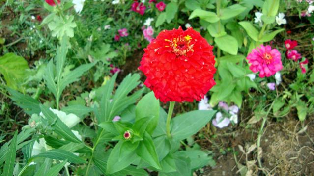 Name:  resimlerim2010 104.jpg
Views: 564
Size:  48.2 KB