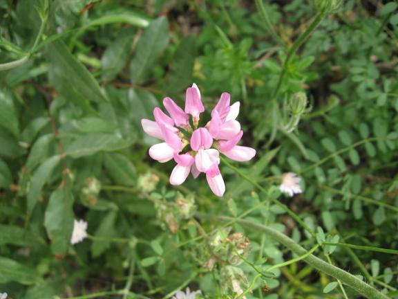Name:  pembe  ot.JPG
Views: 2129
Size:  46.0 KB
