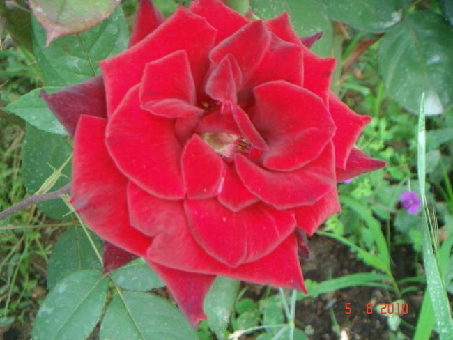 Name:  DSC00136.jpg
Views: 853
Size:  43.9 KB