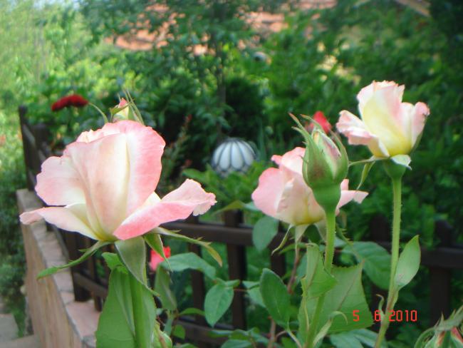 Name:  DSC00139.jpg
Views: 929
Size:  46.7 KB