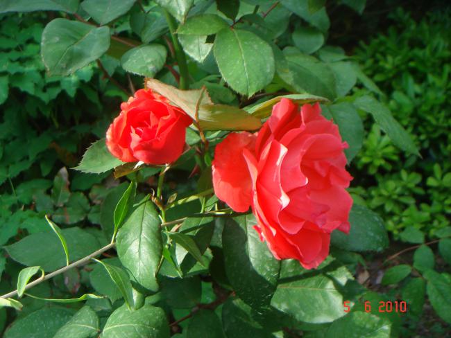 Name:  DSC00140.jpg
Views: 869
Size:  50.0 KB