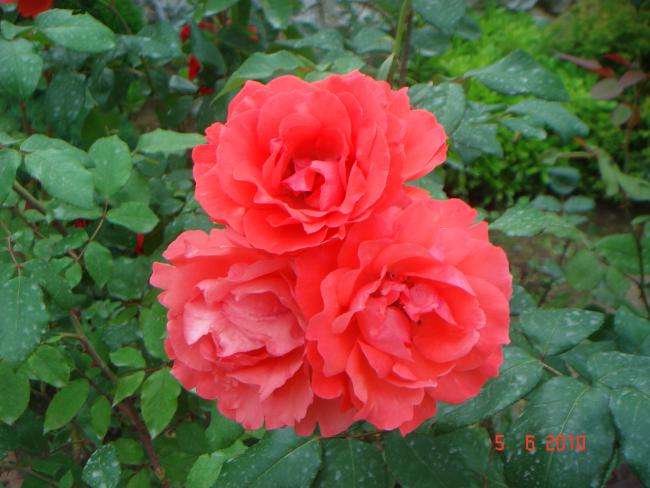 Name:  DSC00146.jpg
Views: 902
Size:  47.3 KB