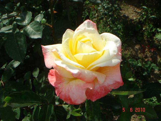 Name:  DSC00151.jpg
Views: 849
Size:  44.1 KB
