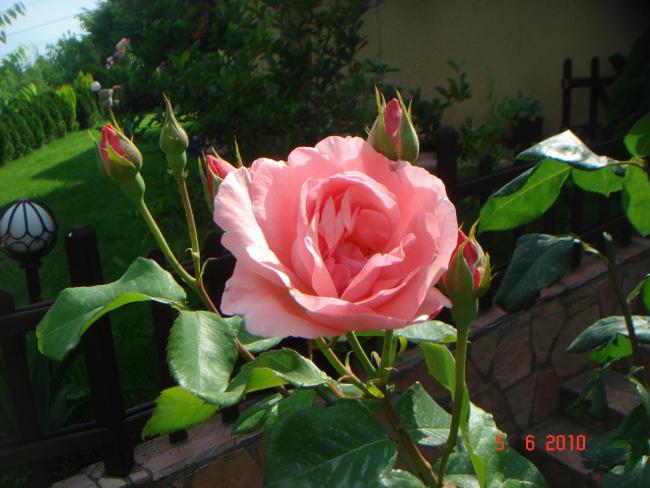 Name:  DSC00152.jpg
Views: 872
Size:  46.7 KB