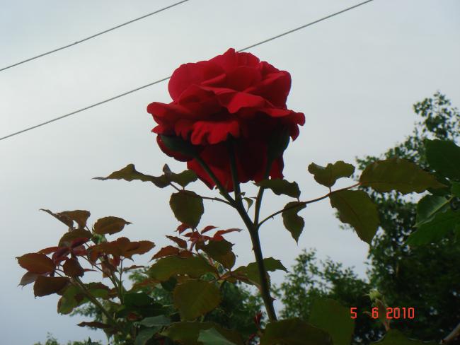 Name:  DSC00215.jpg
Views: 825
Size:  37.2 KB