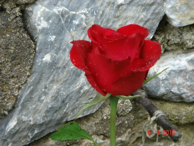 Name:  DSC00331.jpg
Views: 880
Size:  58.3 KB