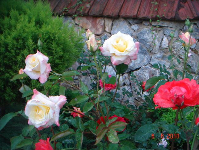 Name:  DSC00404.jpg
Views: 824
Size:  60.7 KB