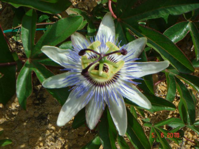 Name:  DSC00226.jpg
Views: 835
Size:  53.8 KB