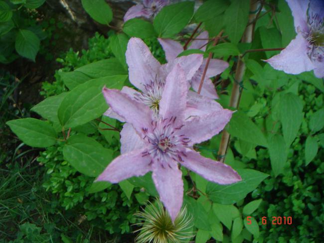 Name:  DSC00095.jpg
Views: 934
Size:  48.5 KB