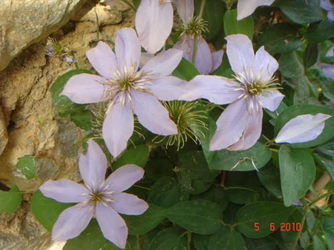Name:  DSC00111.jpg
Views: 905
Size:  50.4 KB