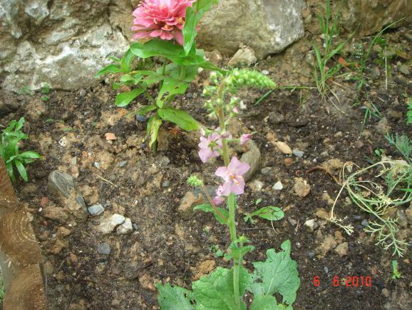 Name:  DSC00362.jpg
Views: 1097
Size:  72.1 KB