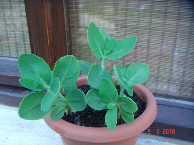 Name:  DSC00305.jpg
Views: 909
Size:  42.1 KB