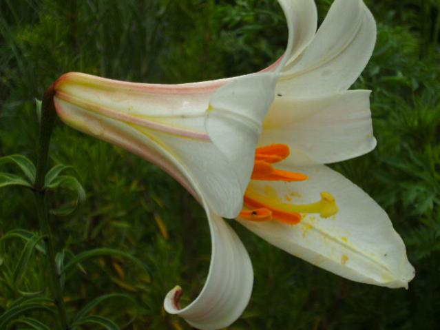 Name:  miskokulu.jpg
Views: 1225
Size:  31.5 KB