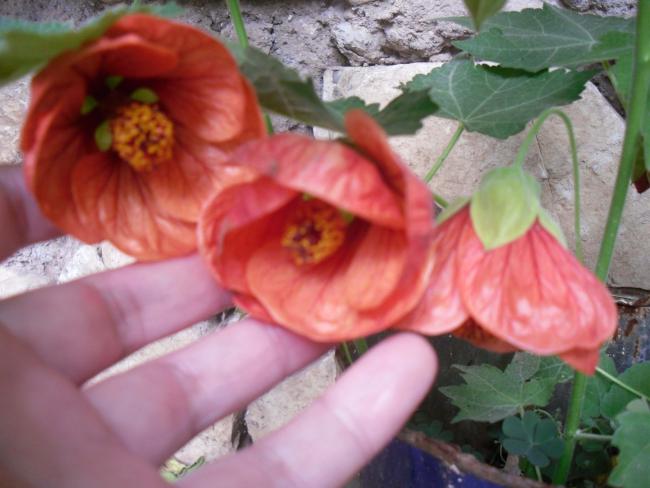 Name:  SDC10763 copy.jpg
Views: 749
Size:  40.8 KB
