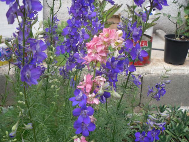 Name:  SDC10768 copy.jpg
Views: 737
Size:  68.8 KB