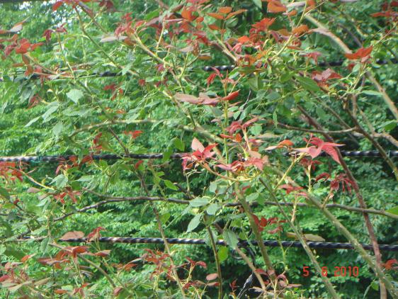 Name:  DSC00216.jpg
Views: 881
Size:  73.6 KB