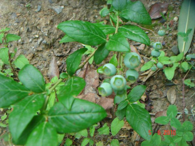 Name:  DSC00154.jpg
Views: 856
Size:  57.7 KB