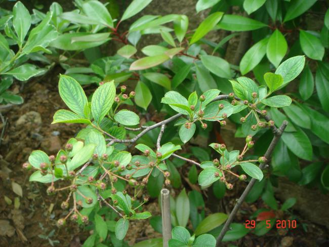 Name:  DSC00213.jpg
Views: 833
Size:  59.3 KB