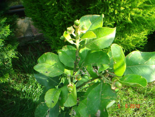 Name:  DSC00060.jpg
Views: 855
Size:  71.1 KB