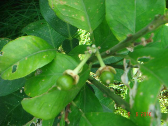 Name:  DSC00062.jpg
Views: 913
Size:  38.0 KB