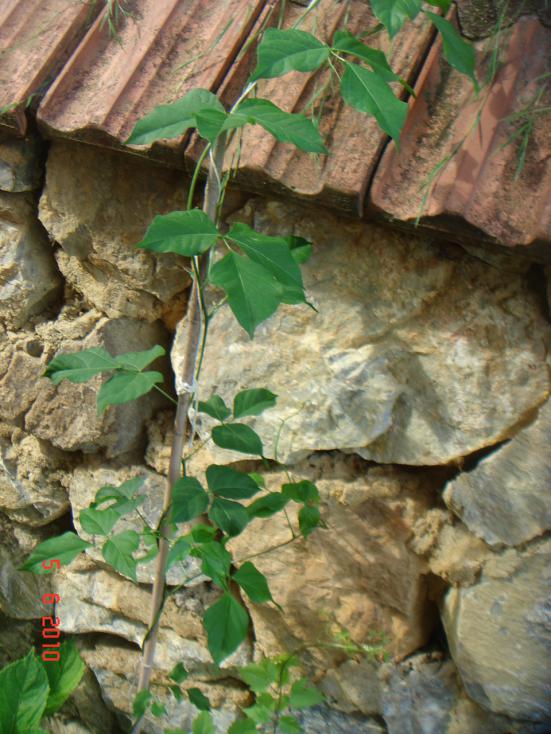 Name:  DSC00118.jpg
Views: 828
Size:  74.3 KB