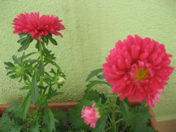 Name:  yeni pembe.JPG
Views: 1929
Size:  45.1 KB