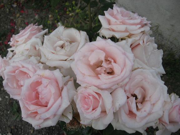 Name:  pembe gl.JPG
Views: 1970
Size:  42.2 KB