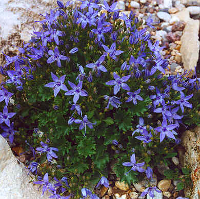 Name:  campanula garganica.jpg
Views: 6361
Size:  31.5 KB